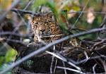 Male Leopard_2